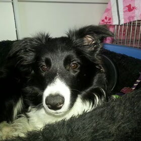Hondenfoto van Pamela en Dazzle en Gentle