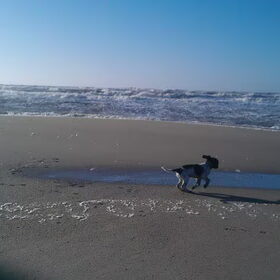 Rupert op het strand