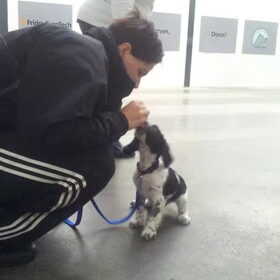eerste puppy-les