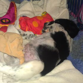 Droppie, eerste avond thuis