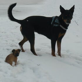 mini & maxi