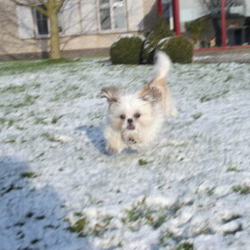 Hondenfoto van Emely, Bently's baasje