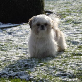 Hondenfoto van Emely, Bently's baasje