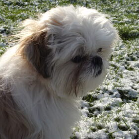 Hondenfoto van Emely, Bently's baasje