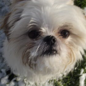 Hondenfoto van Emely, Bently's baasje