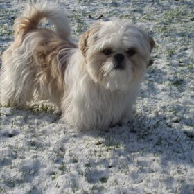 Hondenfoto van Emely, Bently's baasje
