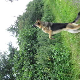 Bello de bulldozer met adhd..mijn lieve oppashond
