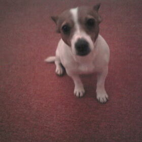 poppy