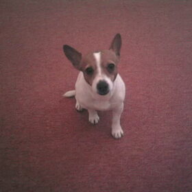 poppy