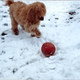 Lekker voetballen in de sneeuw :)