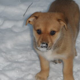 Zoë's eerste keer sneeuw