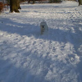 16 JANUARI 2013 CHICKA IN DE SNEEUW