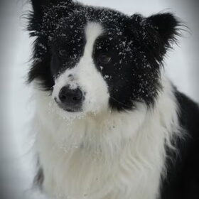 My dog