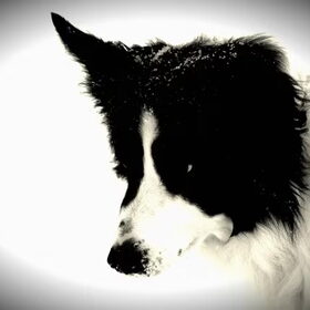 my doggie