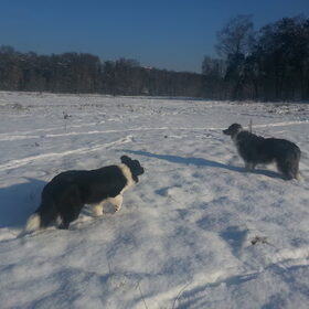 Hondenfoto van Pamela en Dazzle en Gentle
