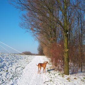 Hondenfoto van Lilly & Csoki