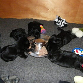 onze puppy,s groeien goed zijn nu 5 weken oud