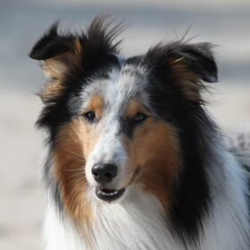 Hondenfoto van Simone, Cody en Flynn