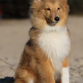 Hondenfoto van Simone, Cody en Flynn