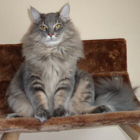 Wollie de Wolf 8 maandjes