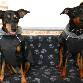 Hondenfoto van Marleen , Blacky & Justy