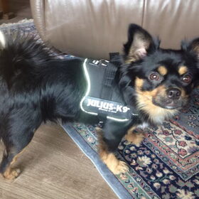 Trots met zijn nieuwe Julius K9 tuigje!