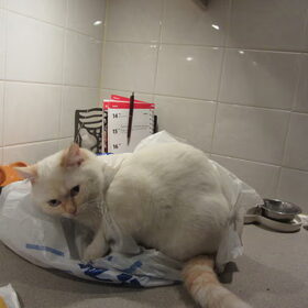 Hondenfoto van liesbeth,Turbo,Luna, Levi en Faith