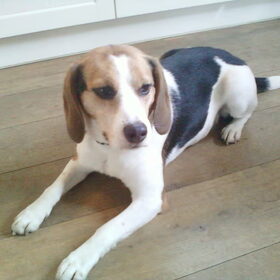 Lief