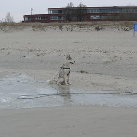 Hondenfoto van Dy-Ann