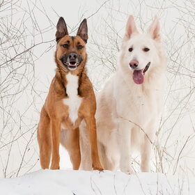 Hondenfoto van Hetty & Skipper