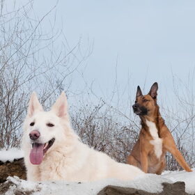 Hondenfoto van Hetty & Skipper