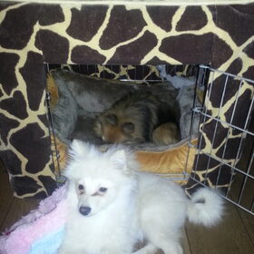 Hondenfoto van Ariane & Snowy