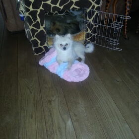 Hondenfoto van Ariane & Snowy