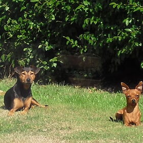 Sloepy en zijn maatje lekker chillen in de tuin..