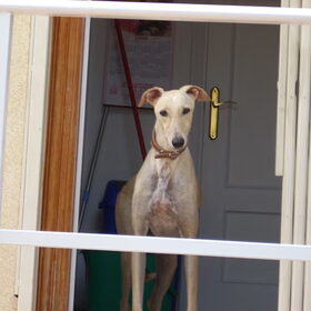 dit is Glenda, ze is een galgo teefje, ze komt uit Spanje, en…