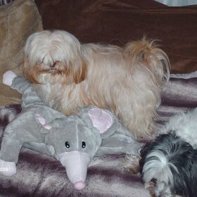 Hondenfoto van liesbeth,Turbo,Luna, Levi en Faith
