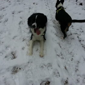 Sneeuw wandeling in een van onze bossen in het dorp. 17.01.2013