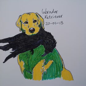 Labrador inkt + stift