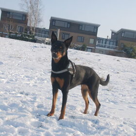 Hondenfoto van Sharon <3 Bubbles & Lars