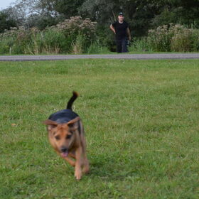 Hondenfoto van Babiche&Lilly Djunky