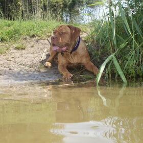 In het bos maar niet in het water, stel je voor je poten worden…