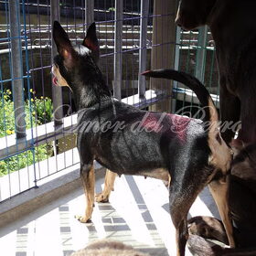 Hondenfoto van Samira & *Daya* † R.I.P Shakira
