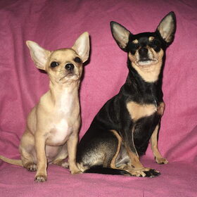 Hondenfoto van Samira & *Daya* † R.I.P Shakira