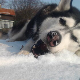 hmm stok in de sneeuw