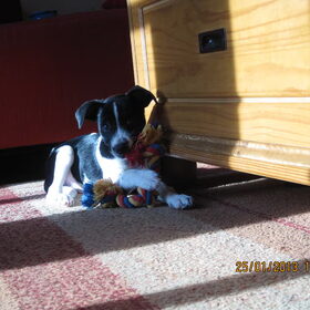 Hondenfoto van Astrid,Dodge..Bono .. † 5 jaar.   Ciro..† 11 jaar.