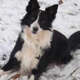 Hondenfoto van Puck & Fenrir 