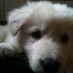 Gewoon te lief!