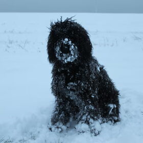 Ik was ooit een zwarte hond....