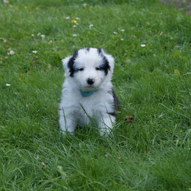 Wat een poepie... 5 weekjes oud :)