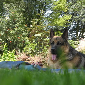 Hondenfoto van Inge & Danger